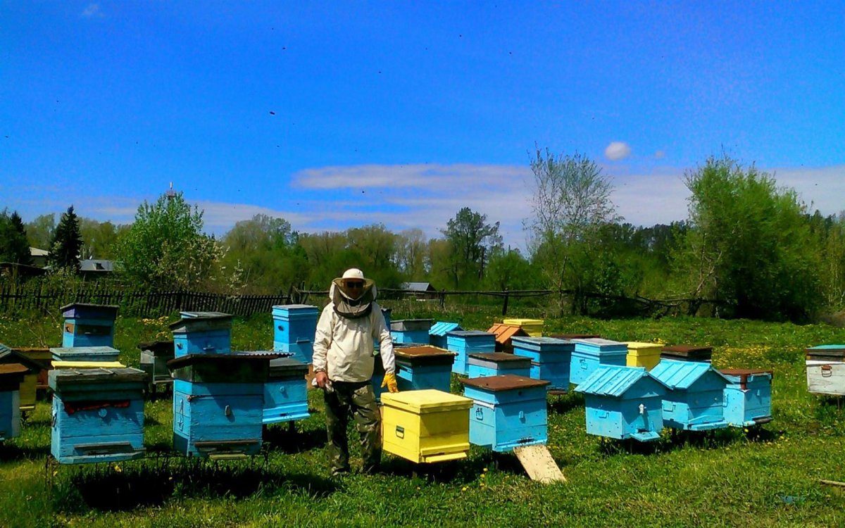 Улей пасека