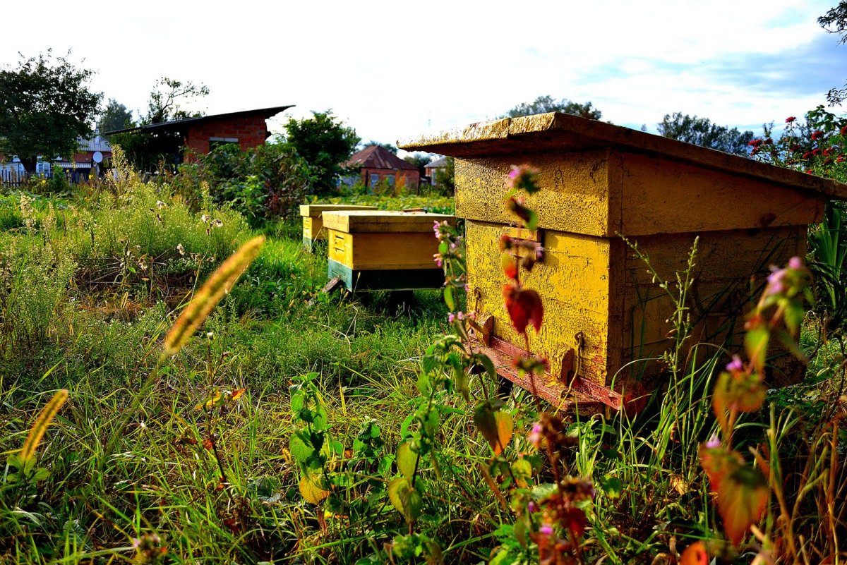 Пасека Краснополянская