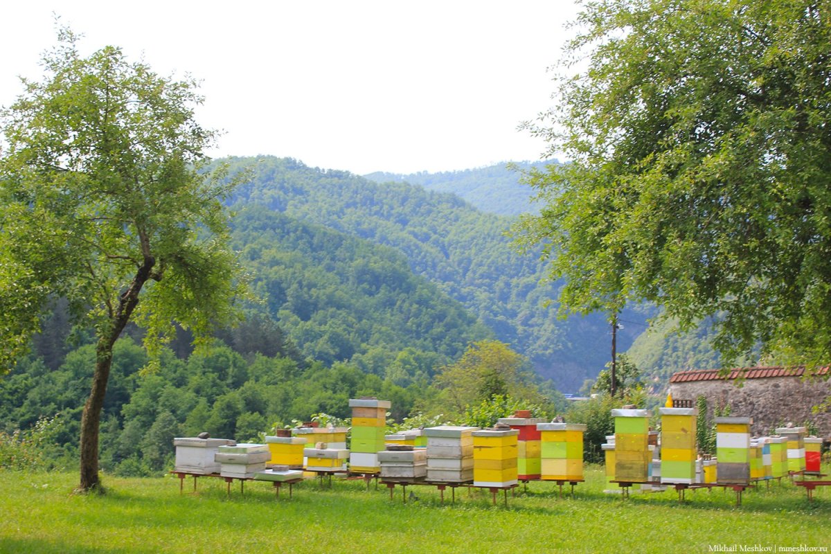 Пасека бирюзовая Катунь