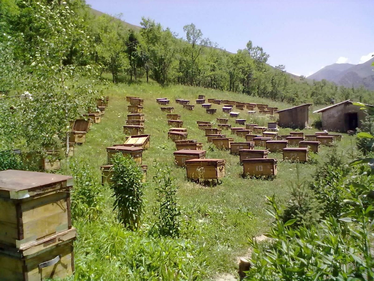 Пасека Алтайский край Белокуриха