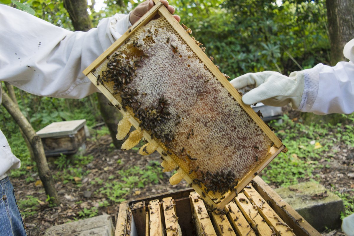 Пчелы пчеловод улей