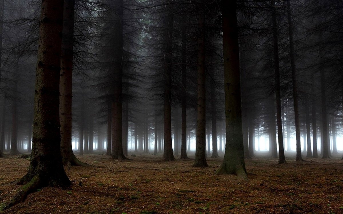 Дарк Форест густой лес