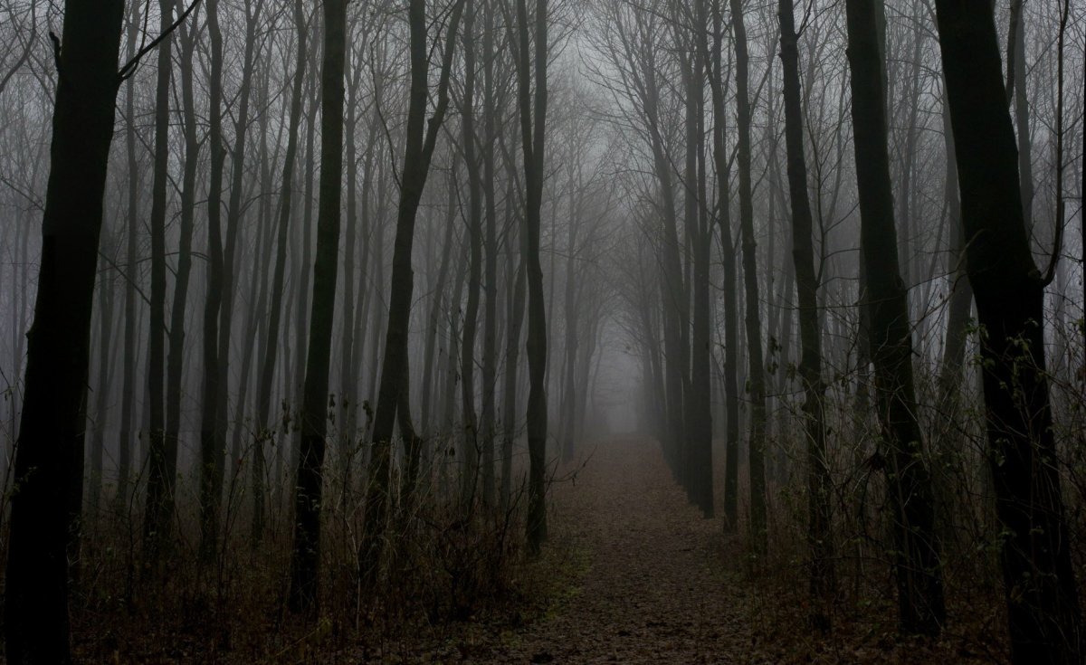 Мрачный лес