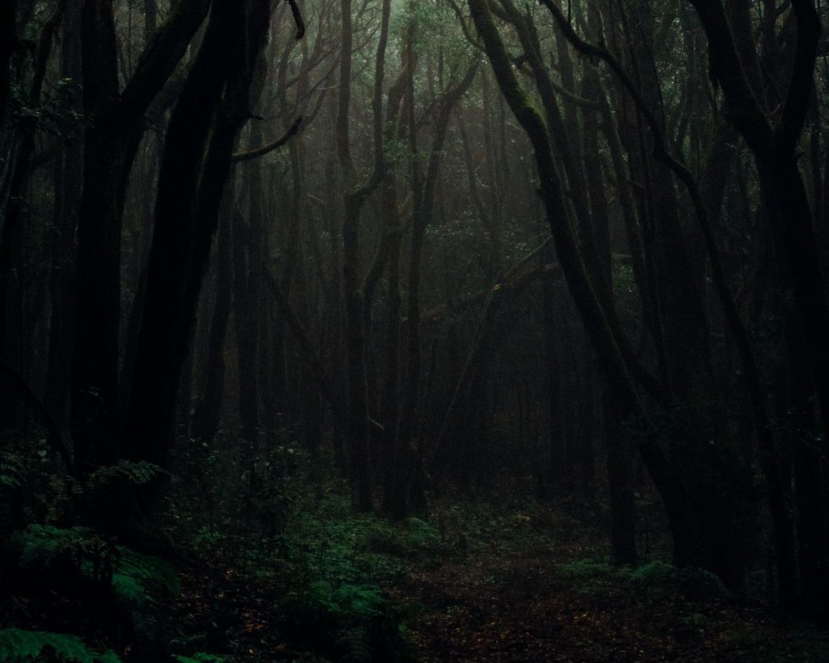 Туманный лес Дании