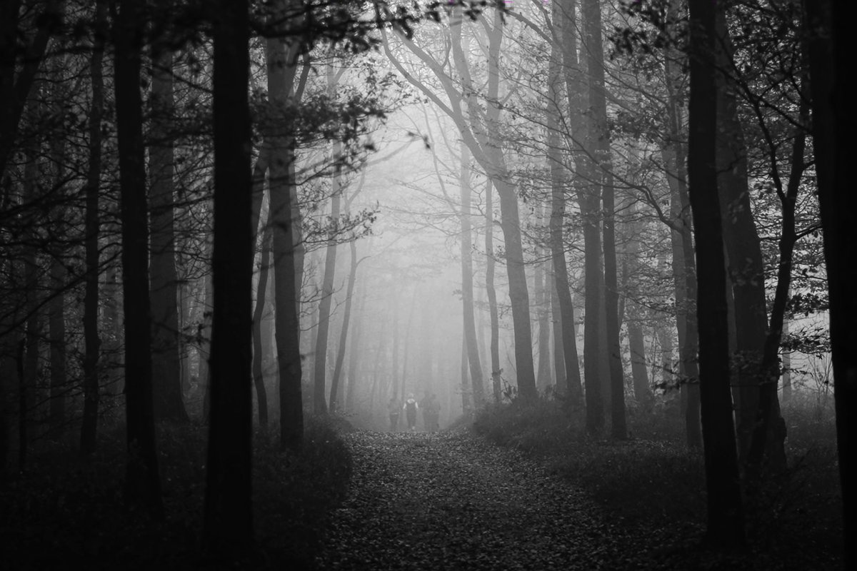 Мрачный лес