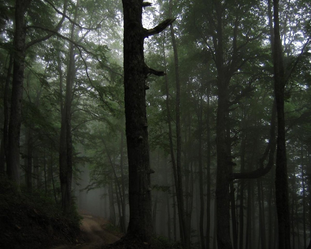 Дарк Форест густой лес