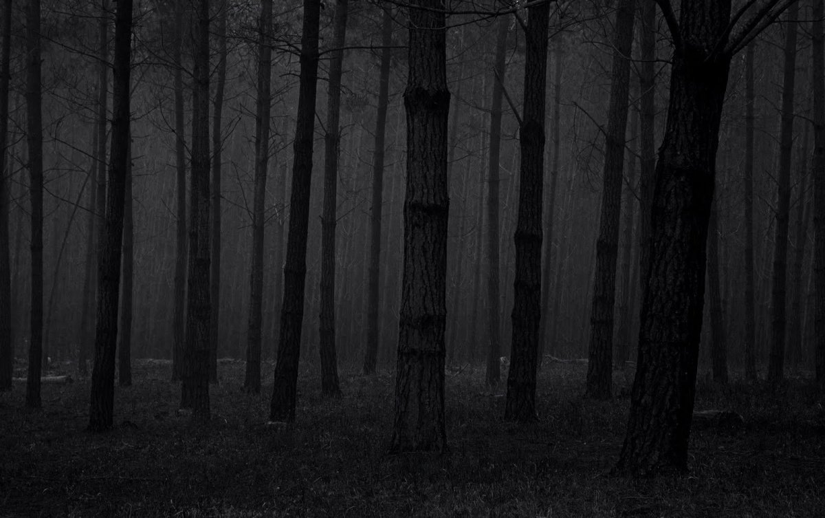 Жуткий лес