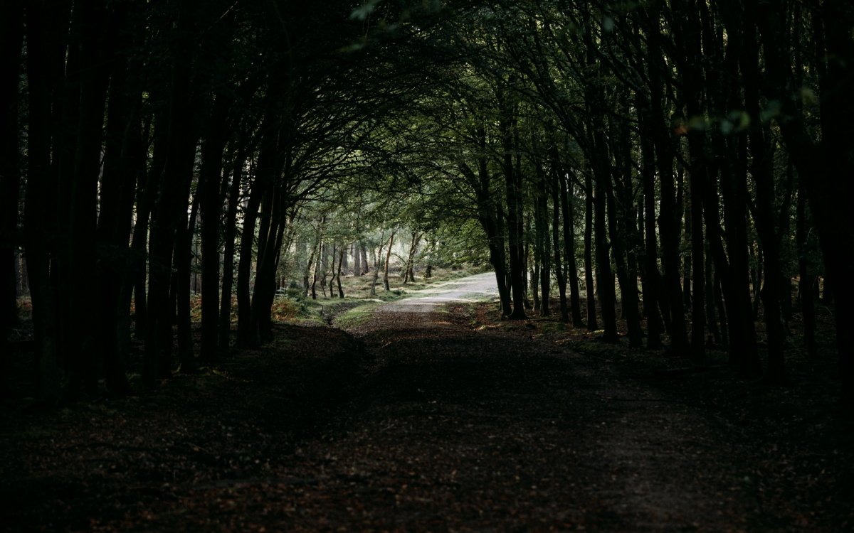 Туманный лес