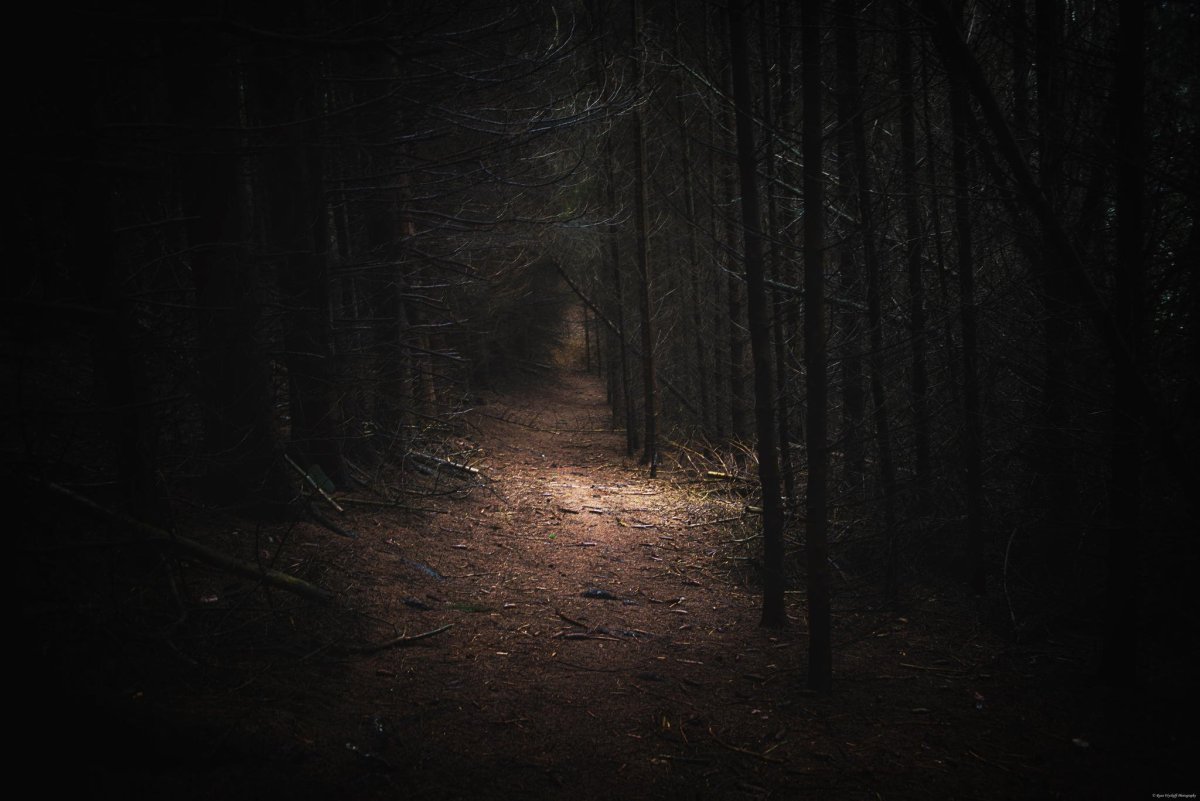 Страшный ночной лес
