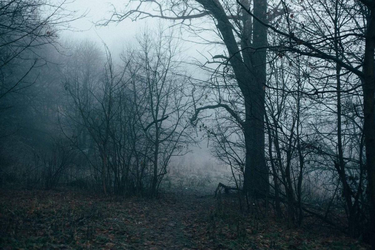 Мрачный лес