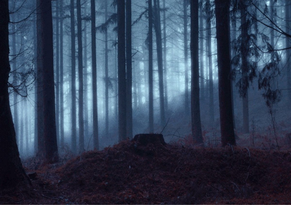 Мрачный ночной лес