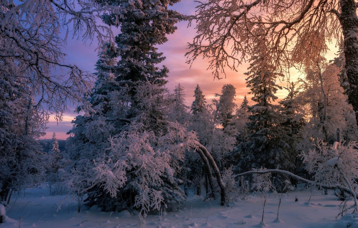 Тайгер Винтер