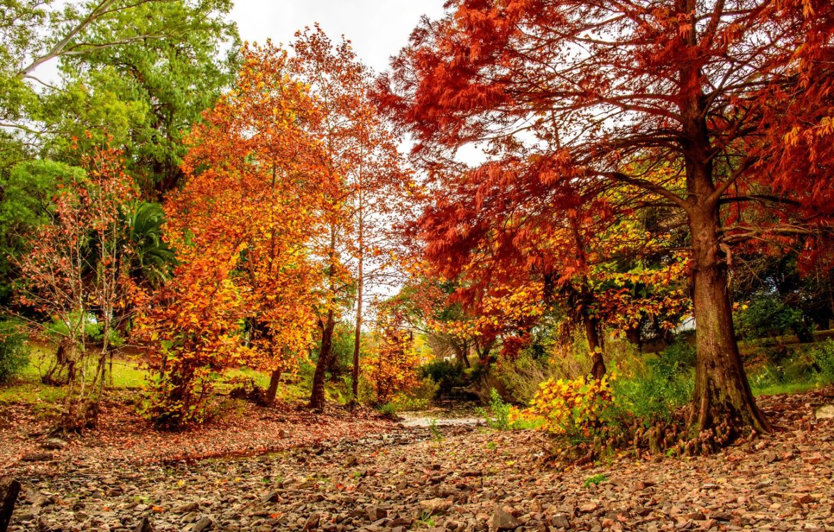 Осень деревья