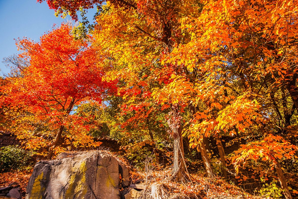 Осеннее дерево