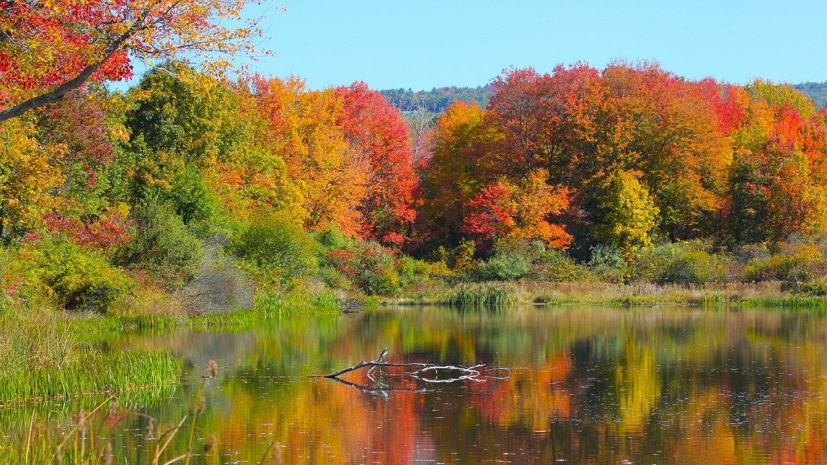 Осенний лес