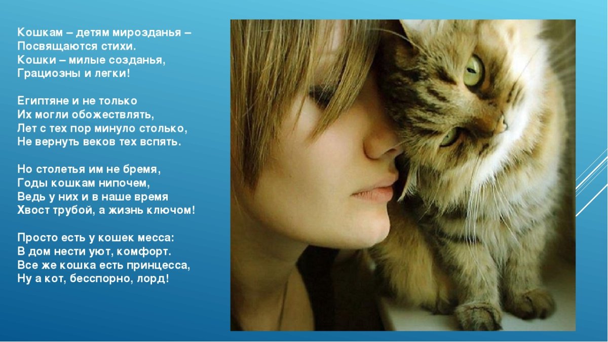 Тату кошка