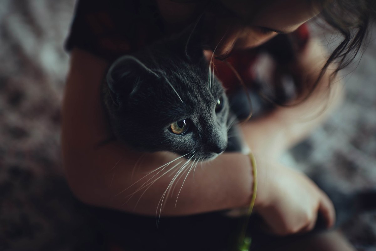 Красивая девушка с кошкой