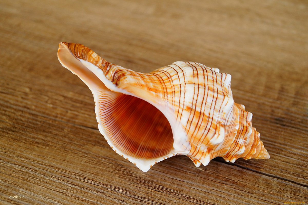 Морская раковина