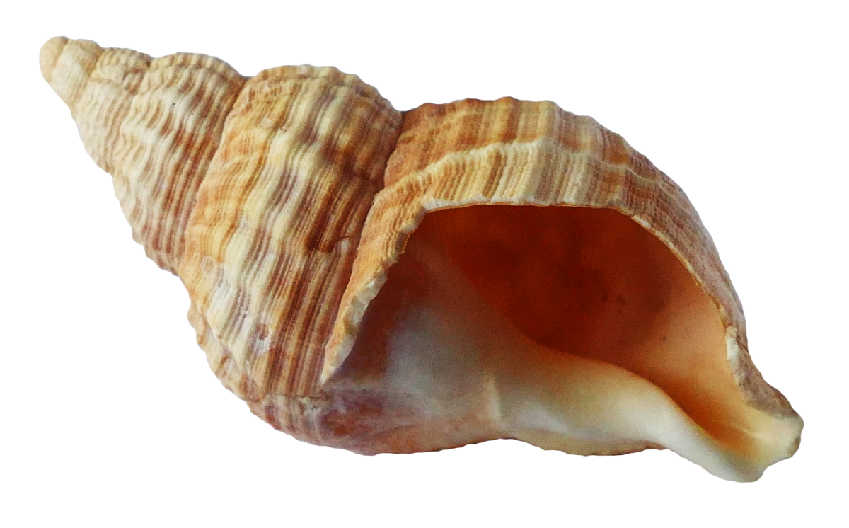 Морские фисташки моллюск