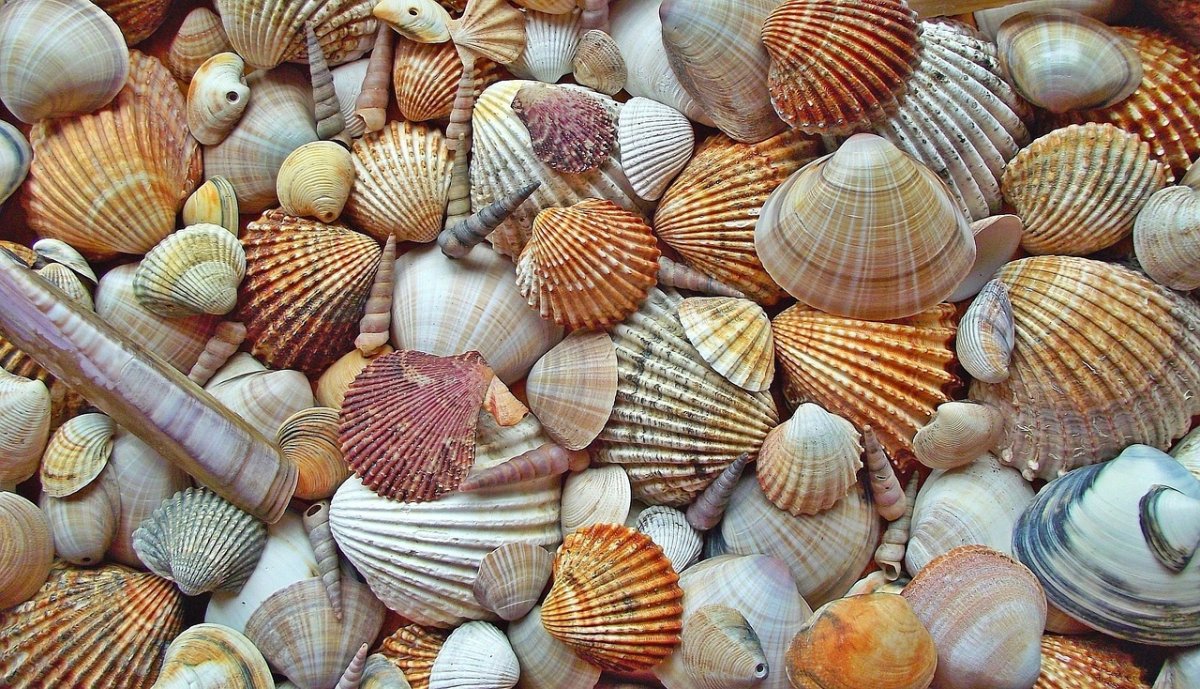 Раковина моллюска