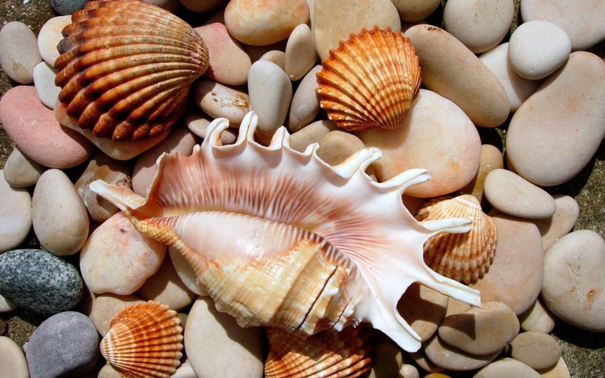 Каменный гребешок морской