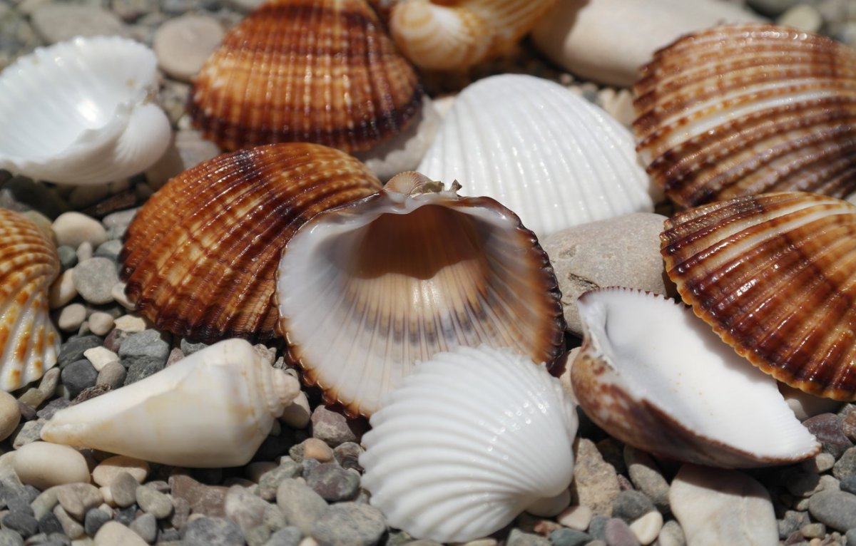 Красивые морские раковины