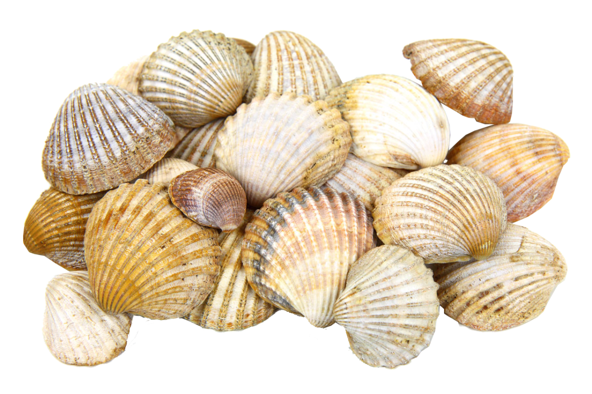 Cockles моллюск