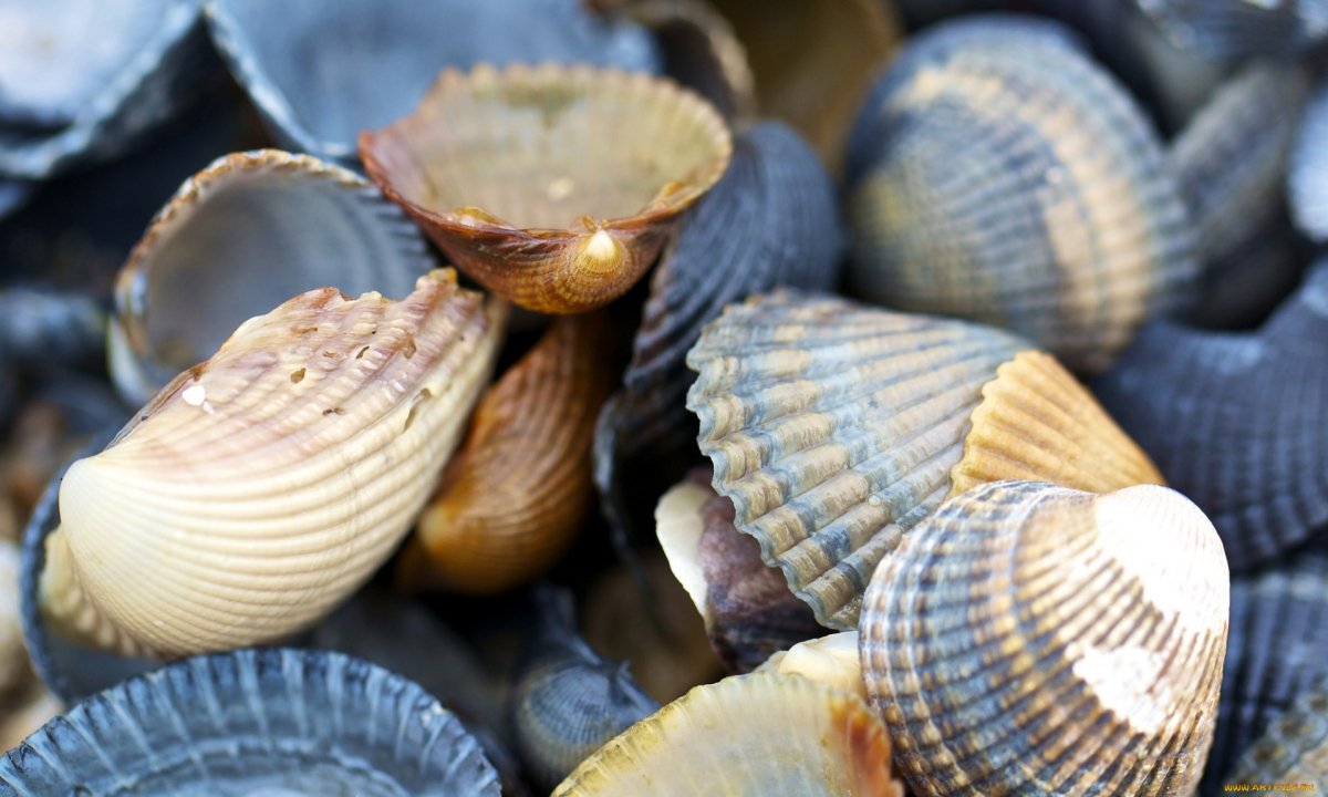 Ракушки морские