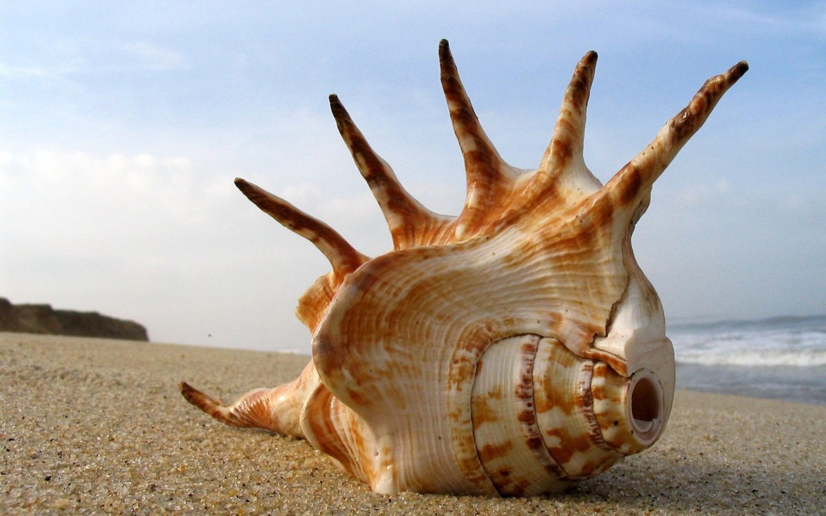 Морская раковина