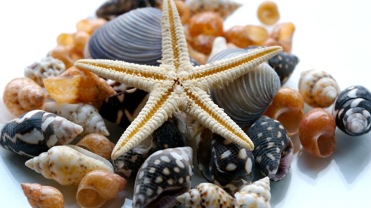 Красивые морские ракушки