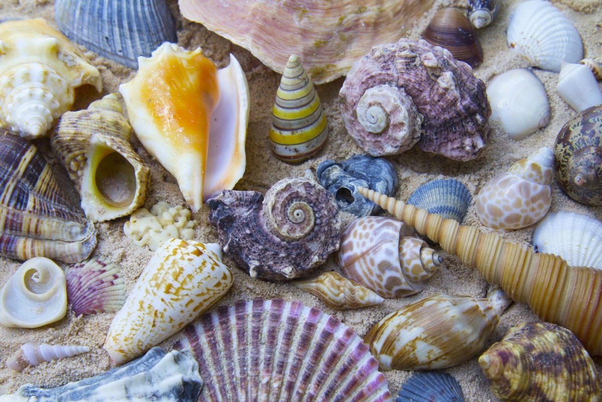 Ракушки морские съедобные