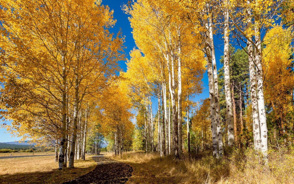 Маричка бурный поток