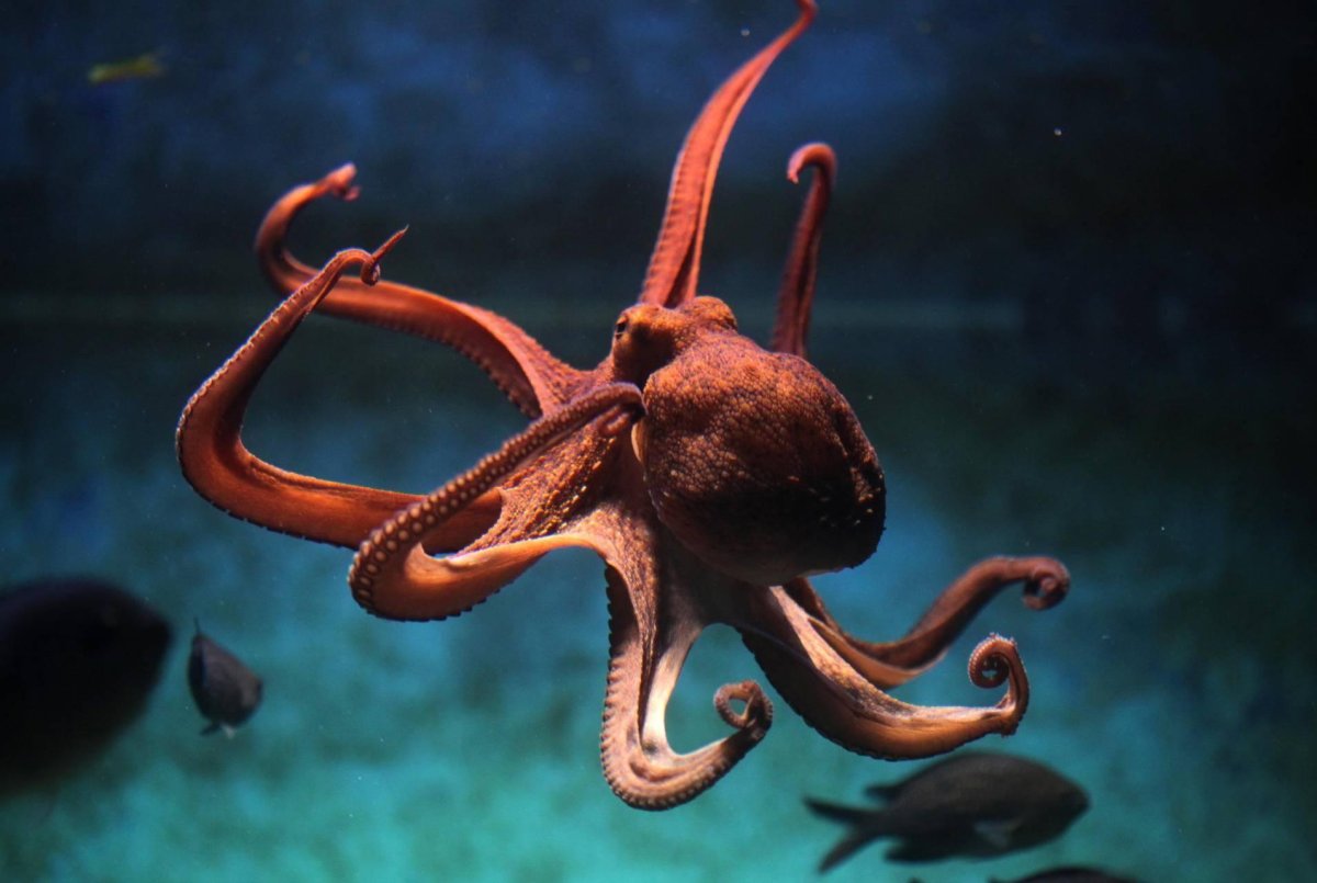 Осьминог Octopus vulgaris