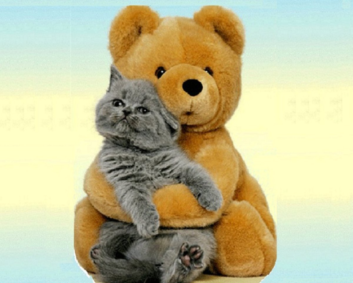 Влюбленный Медвежонок