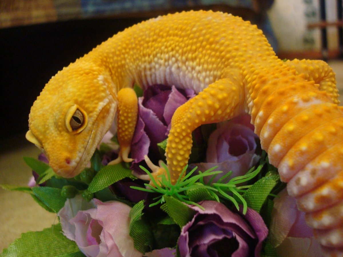 Пятнистый эублефар