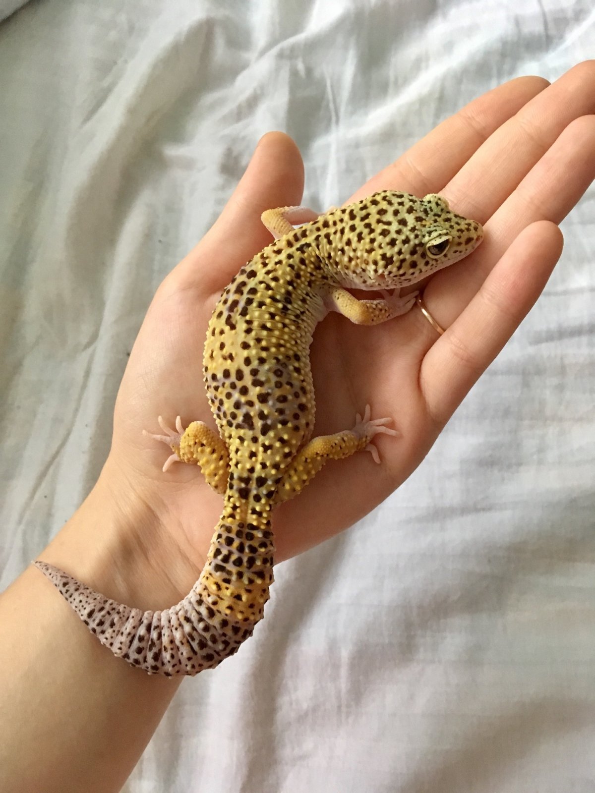 Геккон эублефар