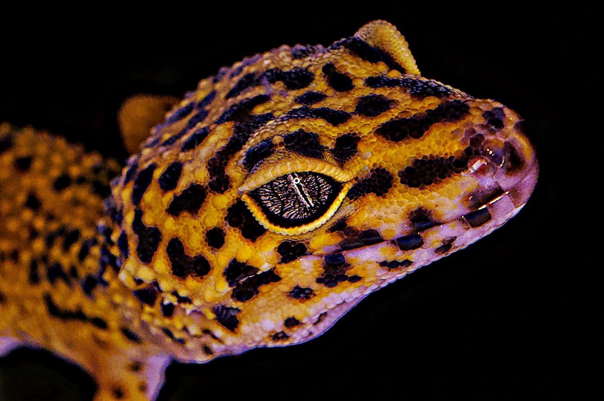 Пятнистый леопардовый эублефар