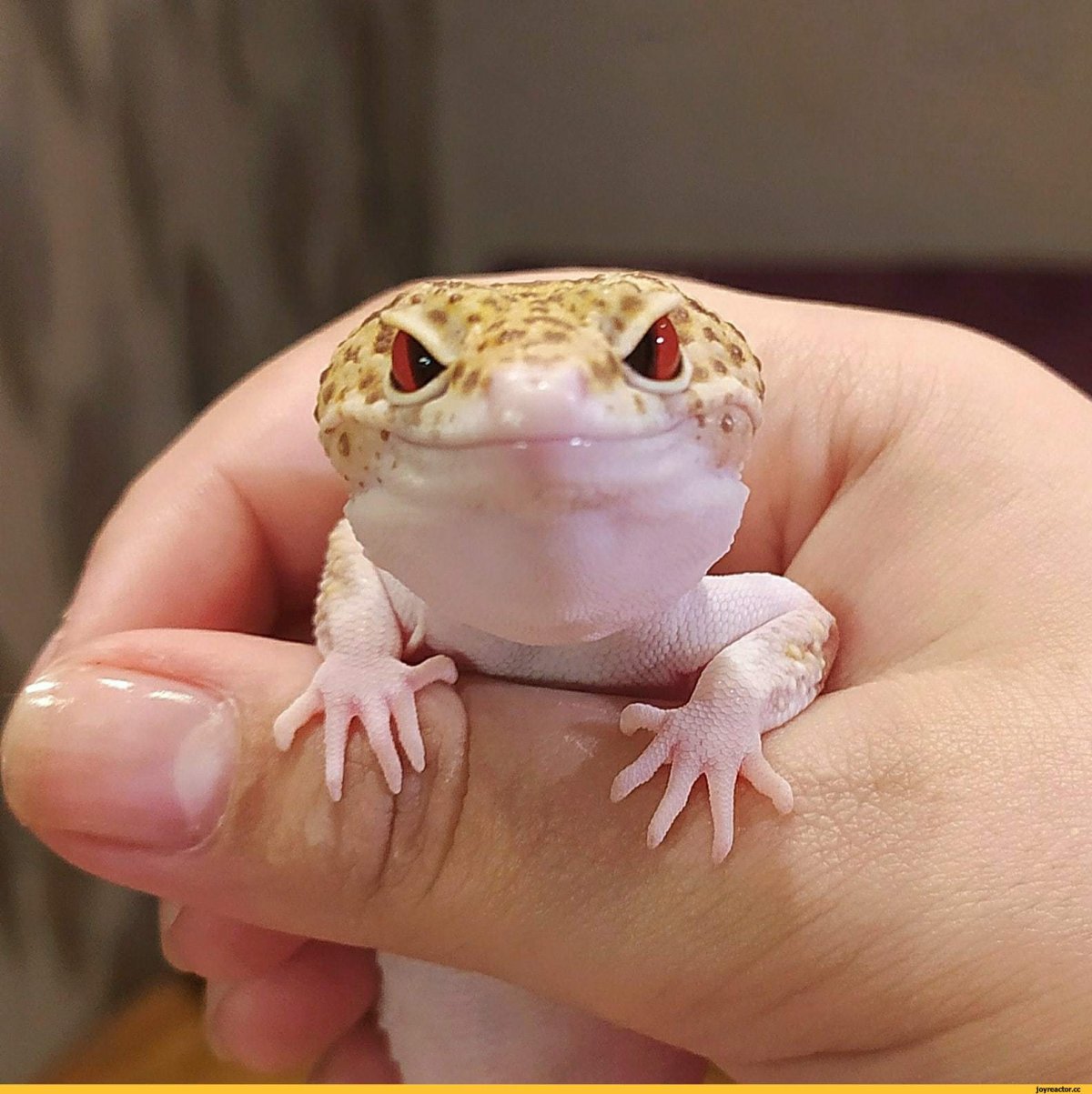 Эублефар оранжевый МОРФА