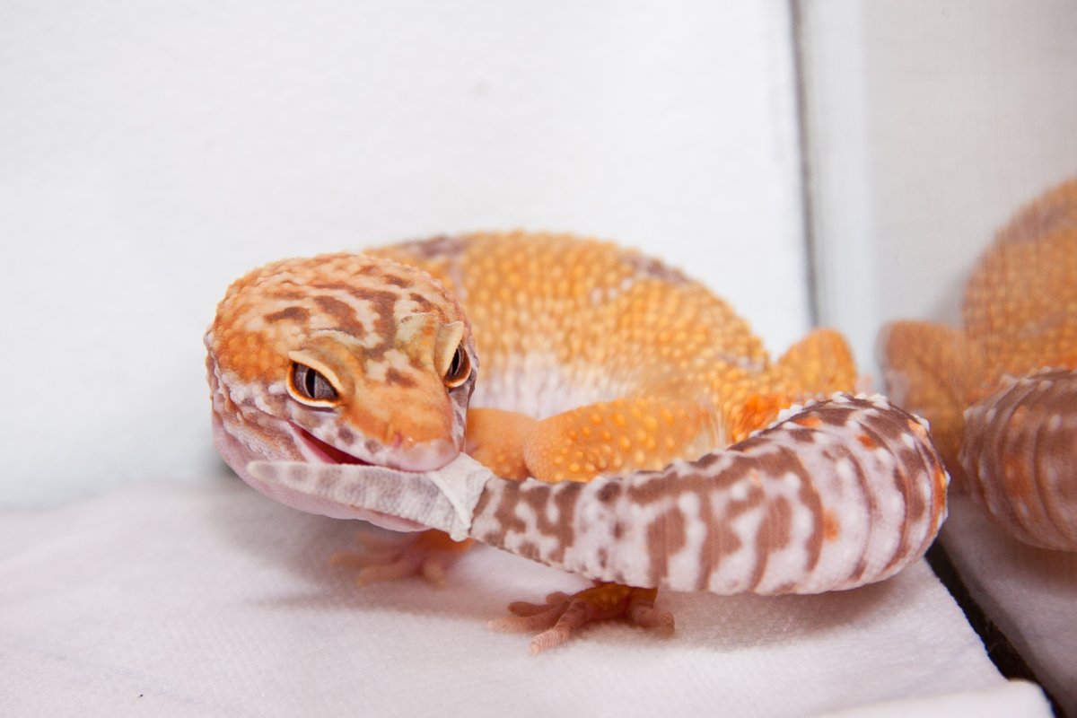 Пятнистый эублефар