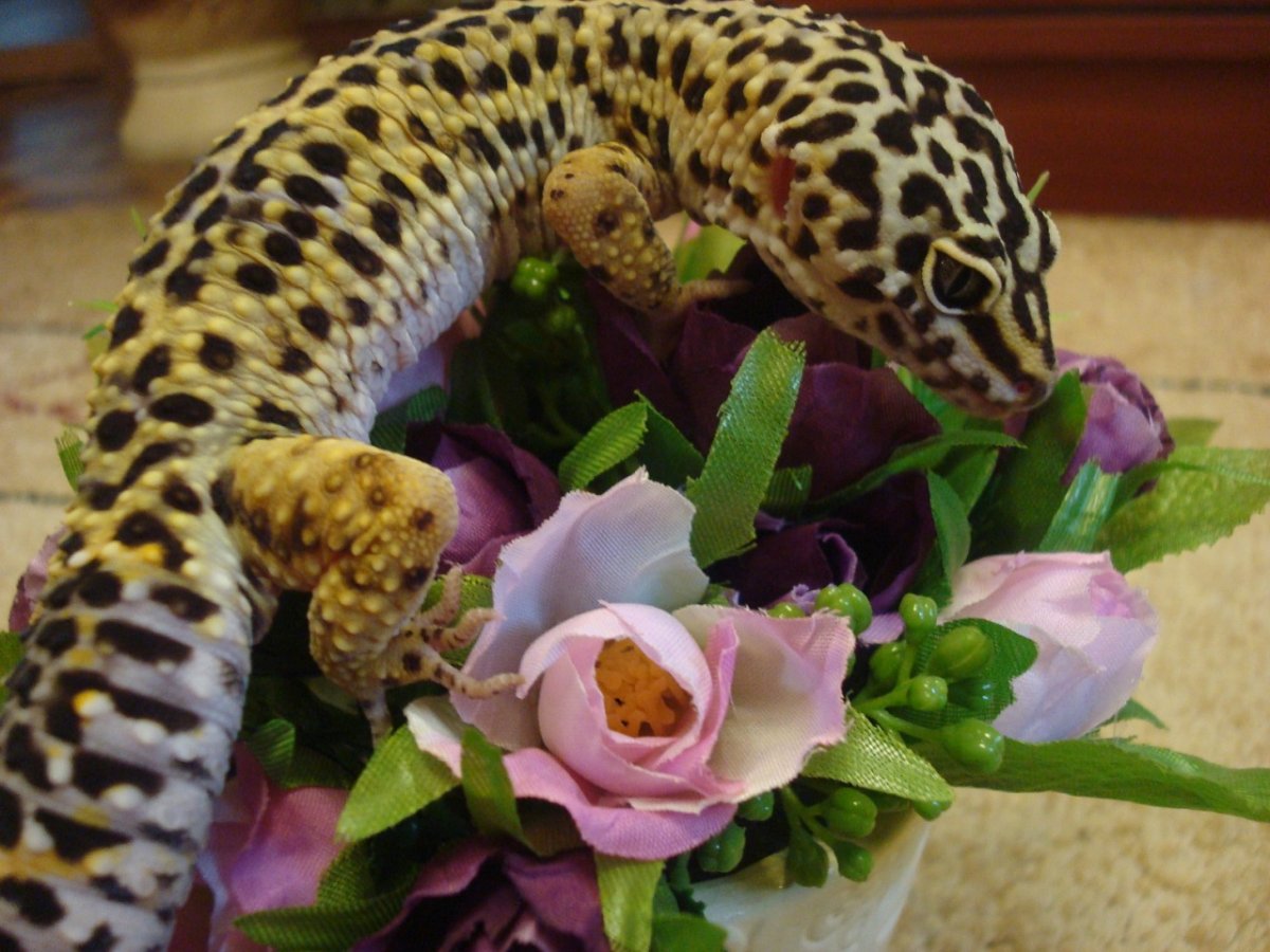 Ящерица геккон эублефар