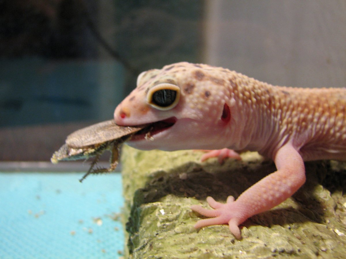 Геккон эублефар