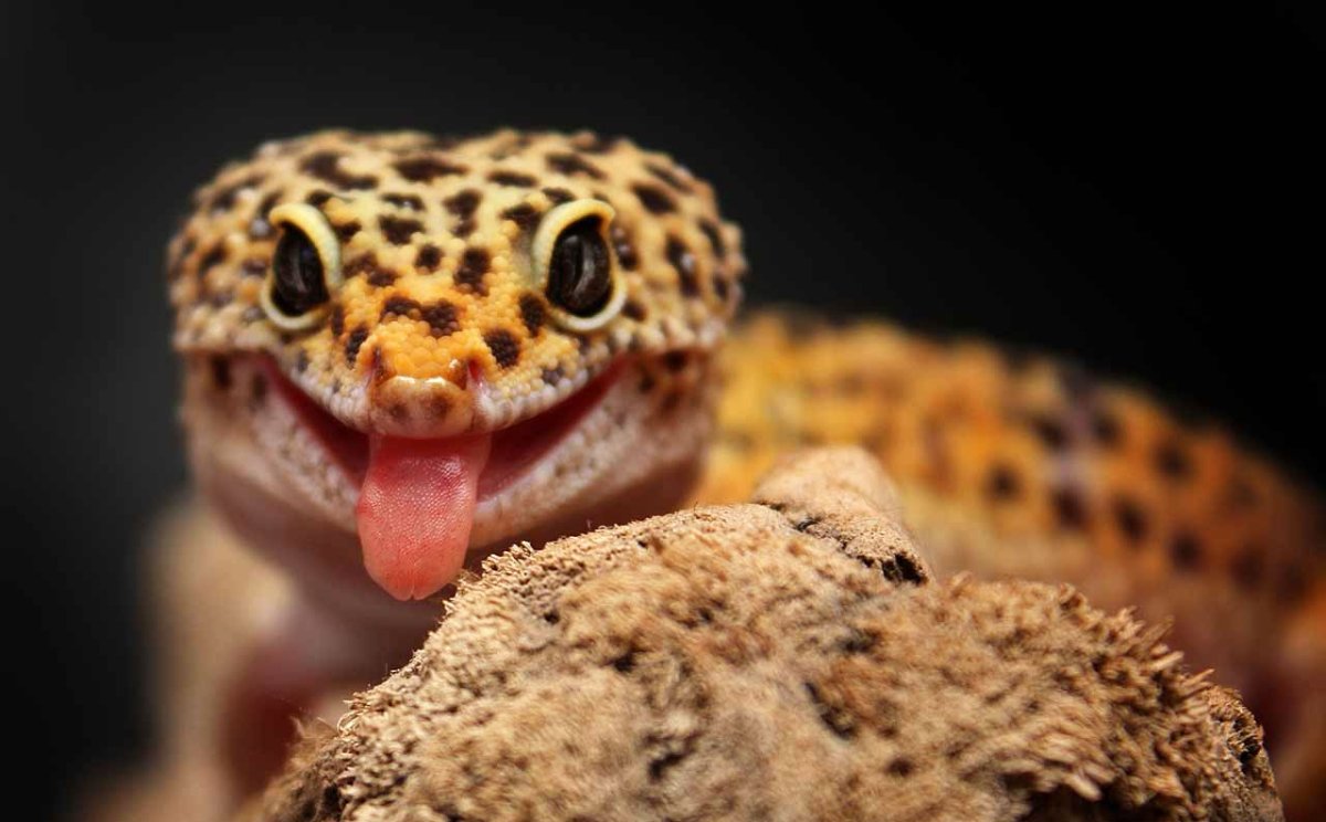 Эублефар леопардовый геккон