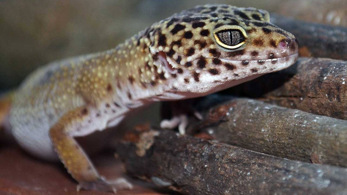 Ящерица геккон эублефар