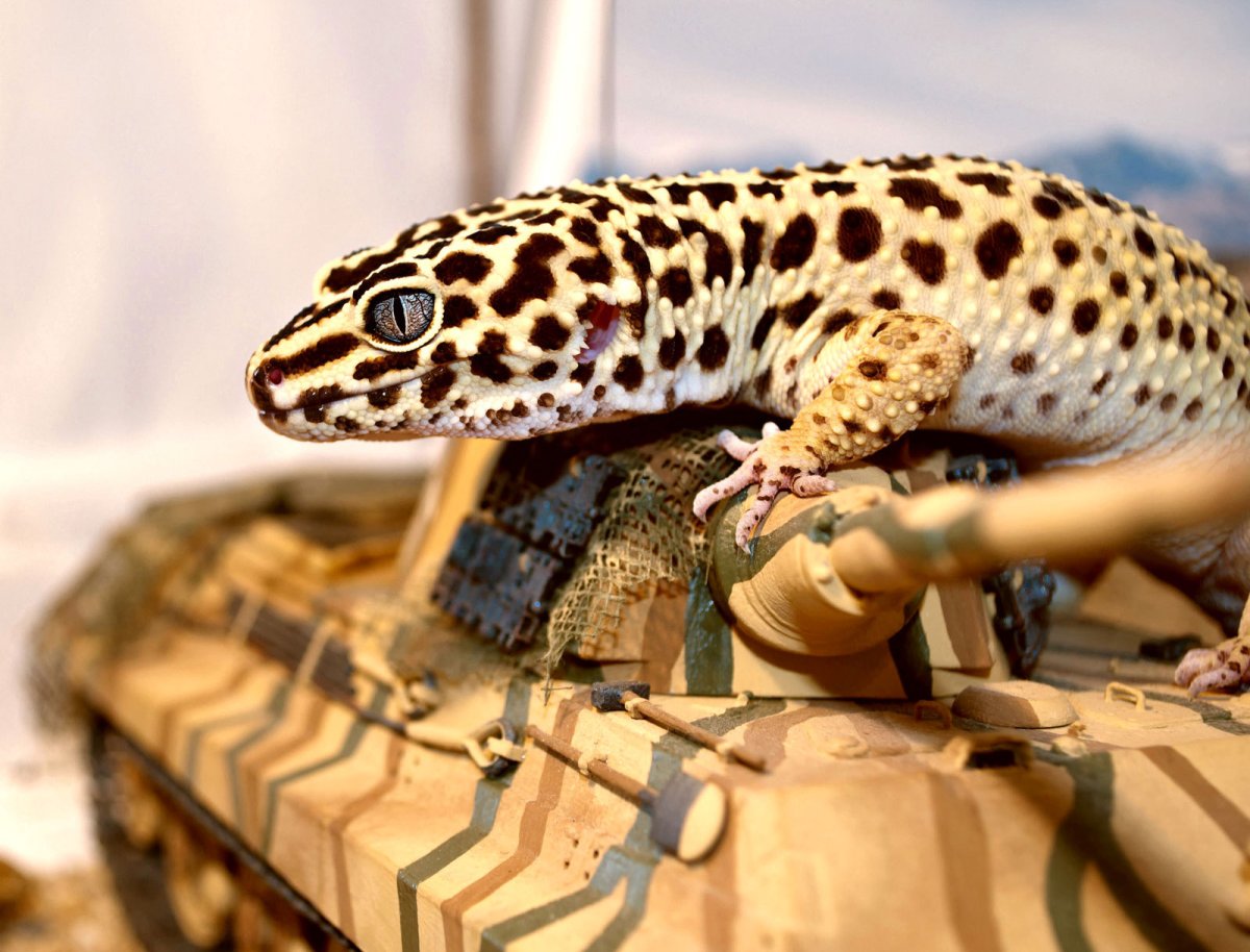 Леопардовый эублефар