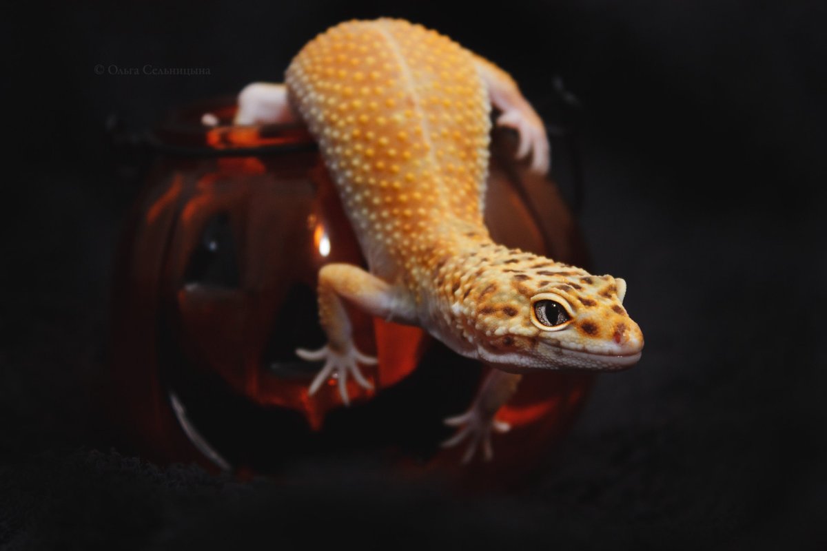 Леопардовый эублефар