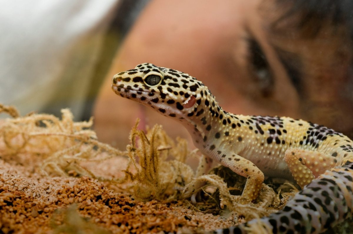 Геккон эублефар розовый