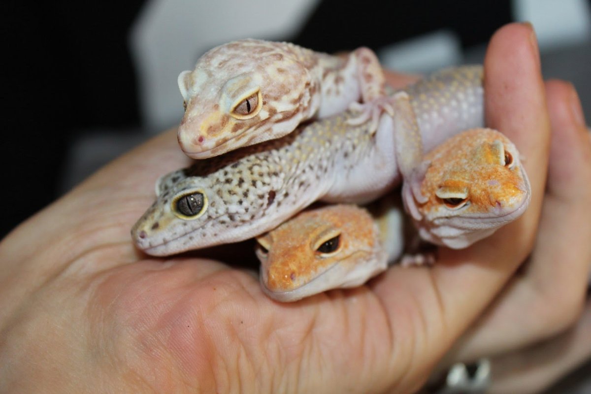 Туркменский эублефар