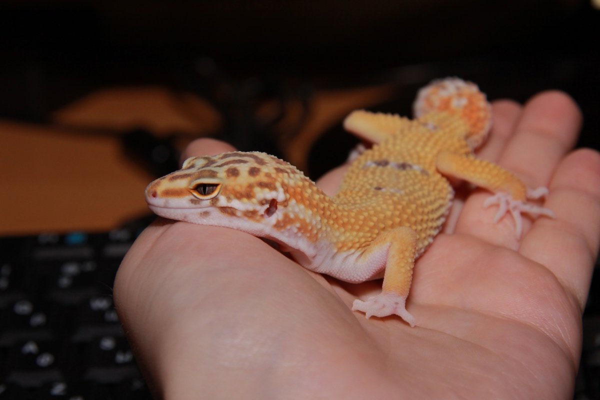 Геккон эублефар