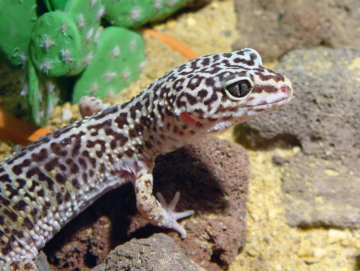 Эублефар морфы Black Night