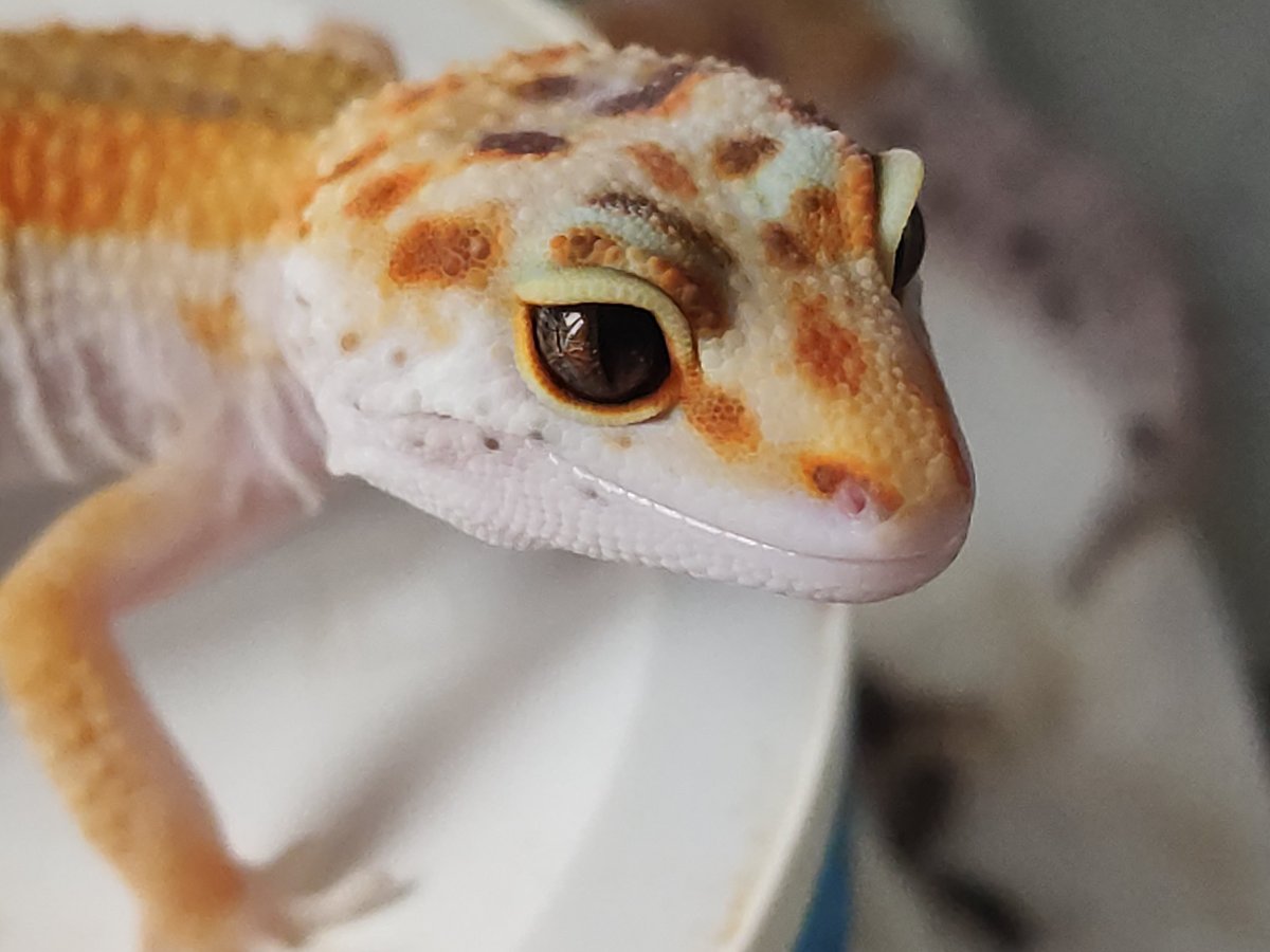 Домашняя ящерица эублефар